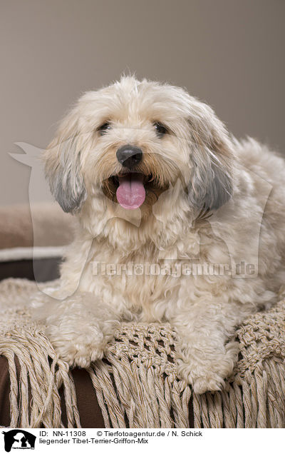 liegender Tibet-Terrier-Griffon-Mix / lying mongrel / NN-11308