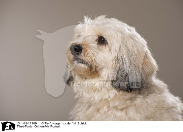 Tibet-Terrier-Griffon-Mix Portrait / mongrel portrait / NN-11309