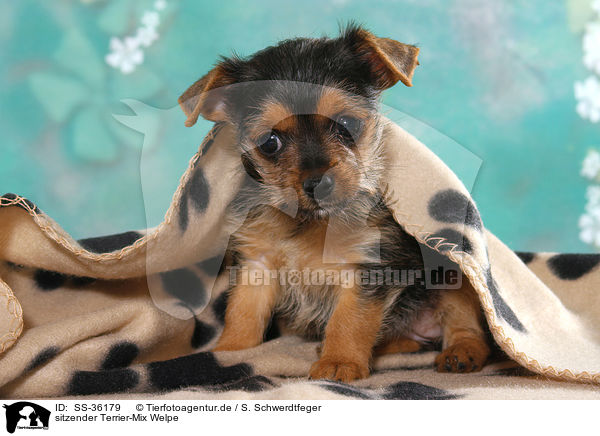 sitzender Terrier-Mix Welpe / sitting Terrier-Mongrel Puppy / SS-36179