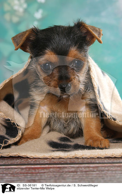 sitzender Terrier-Mix Welpe / sitting Terrier-Mongrel Puppy / SS-36181
