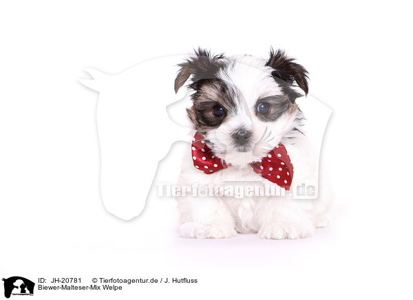 Biewer-Malteser-Mix Welpe / JH-20781