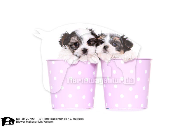Biewer-Malteser-Mix Welpen / JH-20790