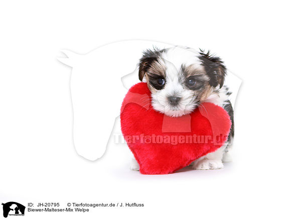Biewer-Malteser-Mix Welpe / Biewer-Maltese-Mongrel Puppy / JH-20795