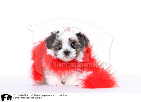 Biewer-Malteser-Mix Welpe / JH-20799