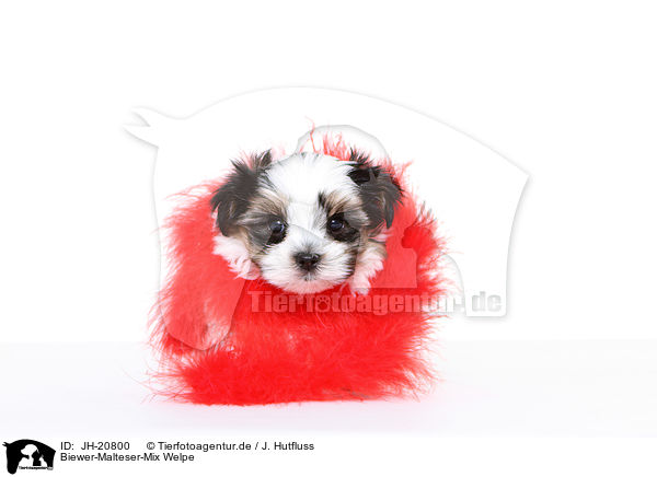 Biewer-Malteser-Mix Welpe / Biewer-Maltese-Mongrel Puppy / JH-20800