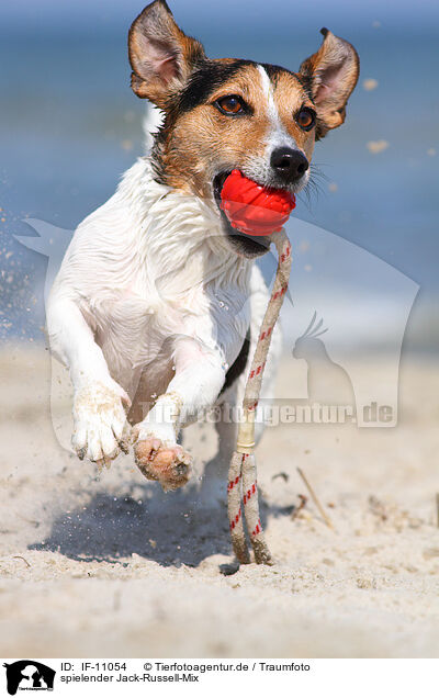 spielender Jack-Russell-Mix / IF-11054