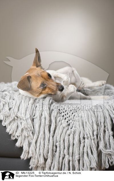 liegender Fox-Terrier-Chihuahua / lying Fox-Terrier-Chihuahua / NN-13225