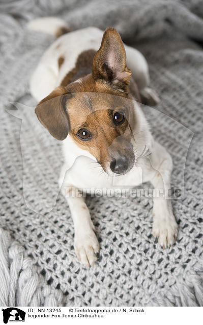 liegender Fox-Terrier-Chihuahua / lying Fox-Terrier-Chihuahua / NN-13245