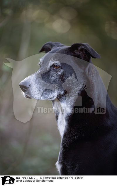alter Labrador-Schferhund / old Labrador-Shepherd / NN-13270