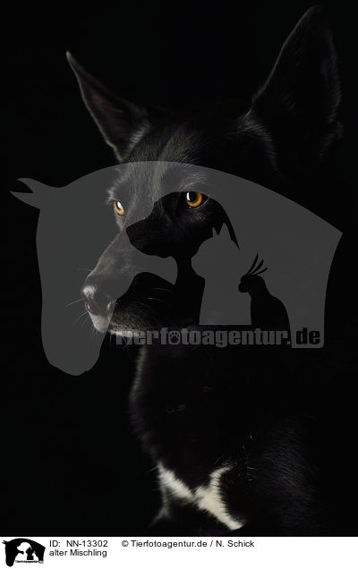 alter Mischling / old mongrel / NN-13302