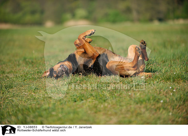 Rottweiler-Schferhund wlzt sich / rolling Rottweiler-Shepherd / YJ-08653