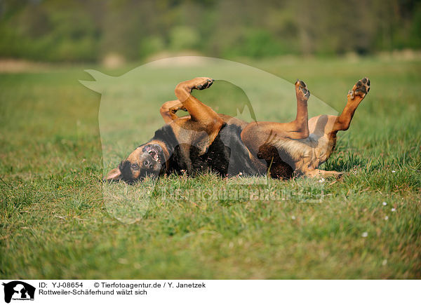 Rottweiler-Schferhund wlzt sich / rolling Rottweiler-Shepherd / YJ-08654