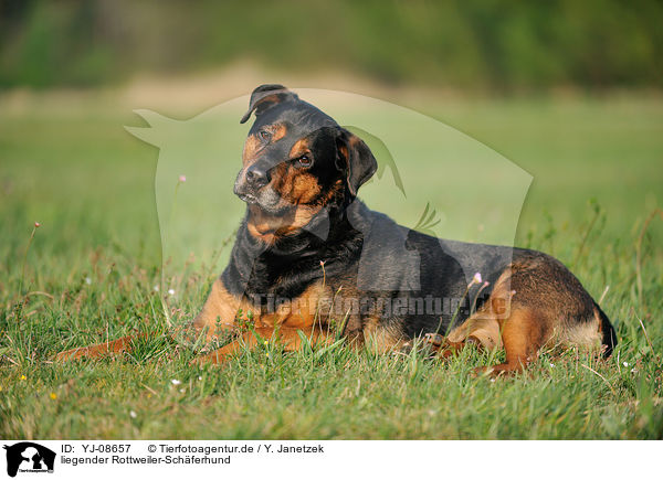liegender Rottweiler-Schferhund / lying Rottweiler-Shepherd / YJ-08657