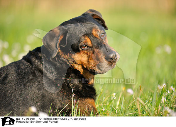 Rottweiler-Schferhund Portrait / Rottweiler-Shepherd Portrait / YJ-08665