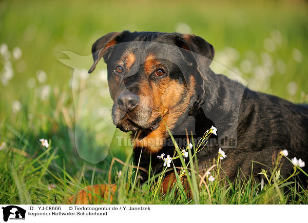 liegender Rottweiler-Schferhund / lying Rottweiler-Shepherd / YJ-08666