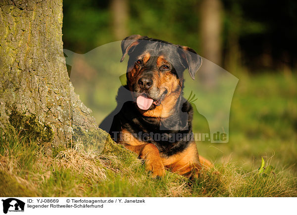 liegender Rottweiler-Schferhund / lying Rottweiler-Shepherd / YJ-08669