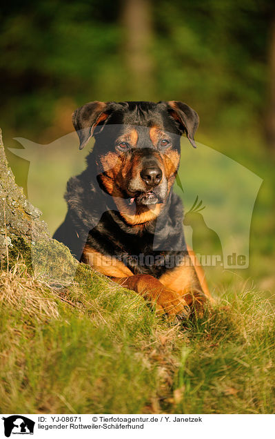 liegender Rottweiler-Schferhund / lying Rottweiler-Shepherd / YJ-08671