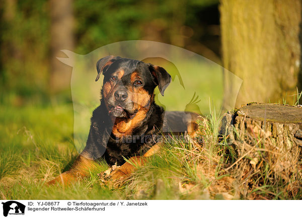 liegender Rottweiler-Schferhund / lying Rottweiler-Shepherd / YJ-08677