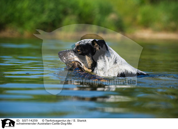 schwimmender Australian-Cattle-Dog-Mix / swimming Australian-Cattle-Dog-Mongrel / SST-14259