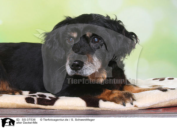 alter Dackel-Mix / old Dachshund-Mongrel / SS-37536