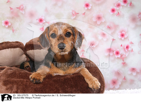 Dackel-Mix Welpe Portrait / Dachshund-Mongrel Puppy Portrait / SS-37575