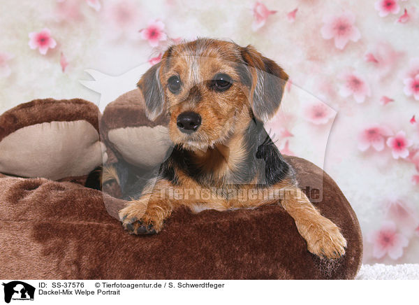 Dackel-Mix Welpe Portrait / Dachshund-Mongrel Puppy Portrait / SS-37576