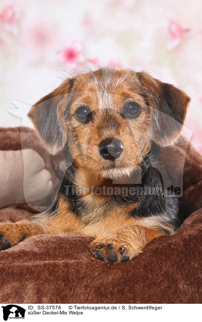 ser Dackel-Mix Welpe / cute Dachshund-Mongrel Puppy / SS-37578