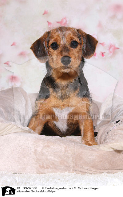 sitzender Dackel-Mix Welpe / sitting Dachshund-Mongrel Puppy / SS-37580