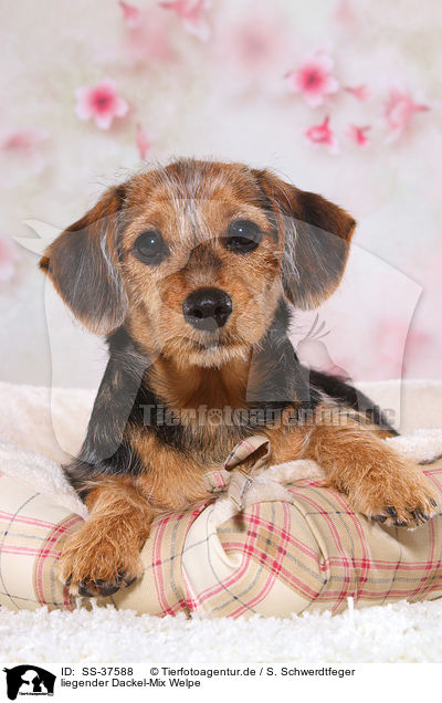 liegender Dackel-Mix Welpe / lying Dachshund-Mongrel Puppy / SS-37588