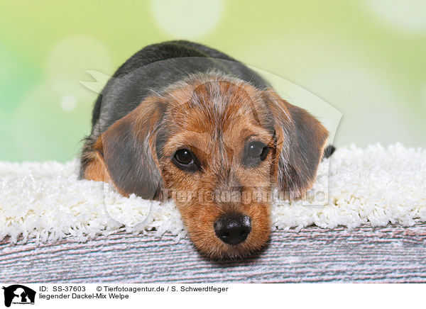 liegender Dackel-Mix Welpe / lying Dachshund-Mongrel Puppy / SS-37603