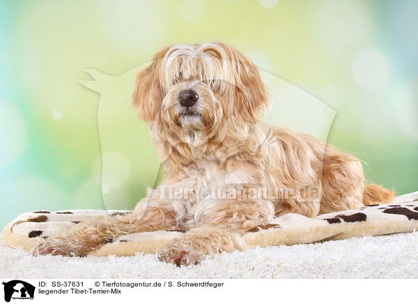 liegender Tibet-Terrier-Mix / lying Tibet-Terrier-Mongrel / SS-37631