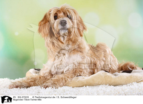 liegender Tibet-Terrier-Mix / lying Tibet-Terrier-Mongrel / SS-37635