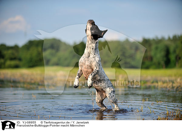 Franzsiche-Bulldogge-Pointer macht Mnnchen / begging Frensh-Bulldog-Pointer / YJ-08955