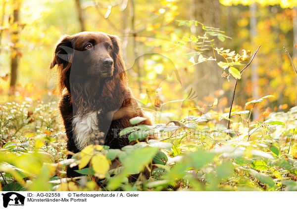 Mnsterlnder-Mix Portrait / Munsterlander-Mongrel portrait / AG-02558