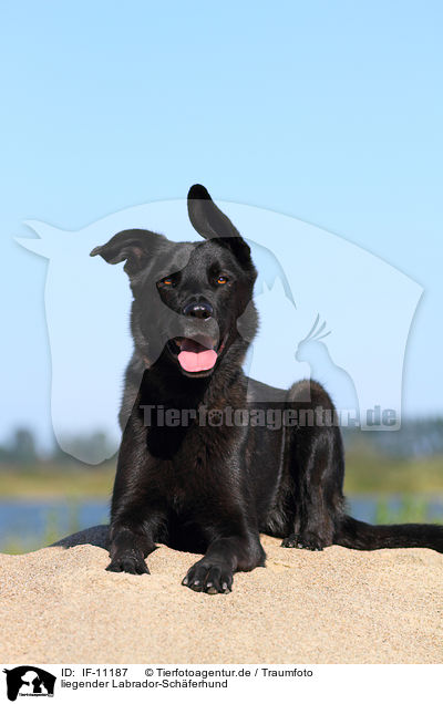 liegender Labrador-Schferhund / lying Labrador-Shepherd / IF-11187