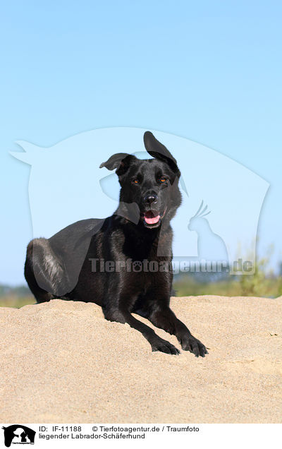 liegender Labrador-Schferhund / lying Labrador-Shepherd / IF-11188