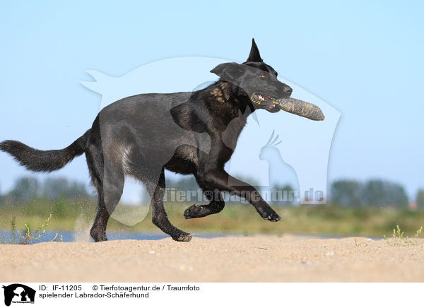 spielender Labrador-Schferhund / playing Labrador-Shepherd / IF-11205
