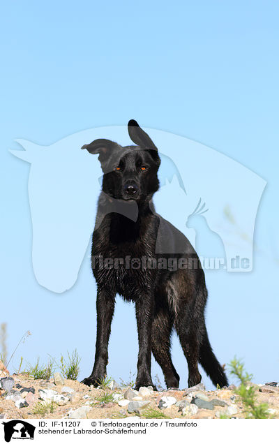stehender Labrador-Schferhund / standing Labrador-Shepherd / IF-11207