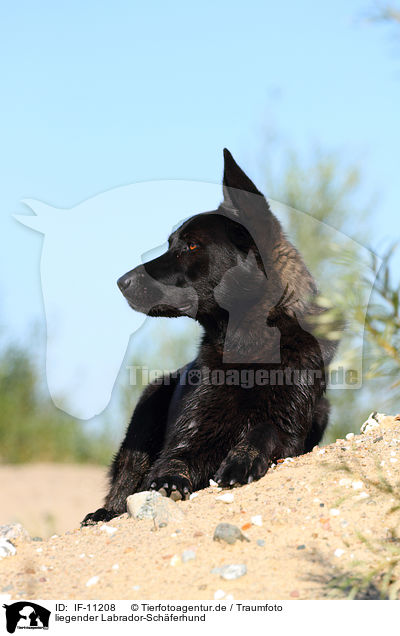 liegender Labrador-Schferhund / lying Labrador-Shepherd / IF-11208