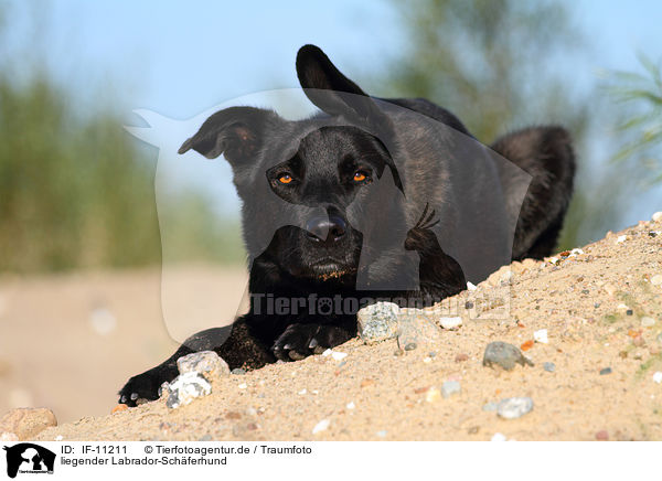 liegender Labrador-Schferhund / lying Labrador-Shepherd / IF-11211