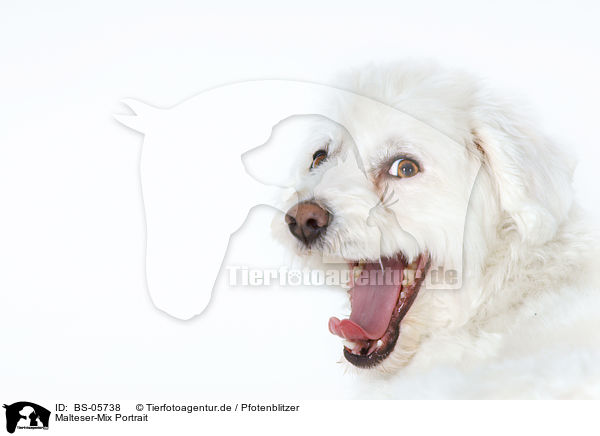 Malteser-Mix Portrait / BS-05738