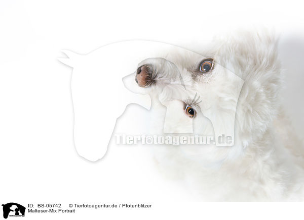Malteser-Mix Portrait / Maltese-Mongrel Portrait / BS-05742