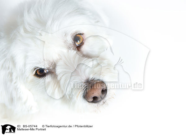 Malteser-Mix Portrait / Maltese-Mongrel Portrait / BS-05744