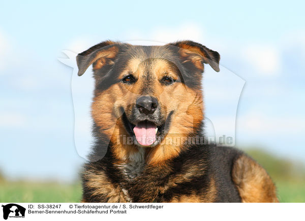 Berner-Sennenhund-Schferhund Portrait / Bernese-Mountain-Dog-Shepherd Portrait / SS-38247