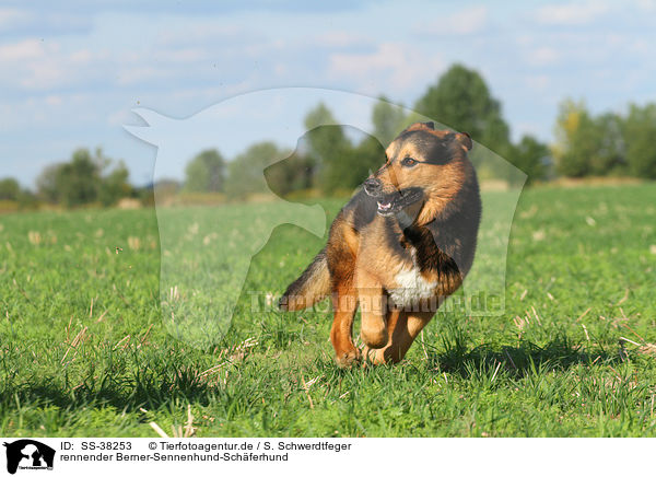 rennender Berner-Sennenhund-Sch�ferhund / running Bernese-Mountain-Dog-Shepherd / SS-38253