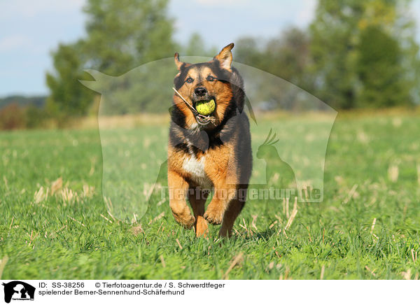 spielender Berner-Sennenhund-Schferhund / SS-38256