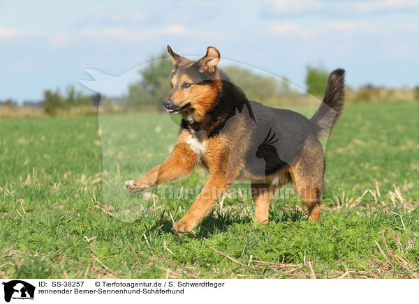 rennender Berner-Sennenhund-Sch�ferhund / running Bernese-Mountain-Dog-Shepherd / SS-38257