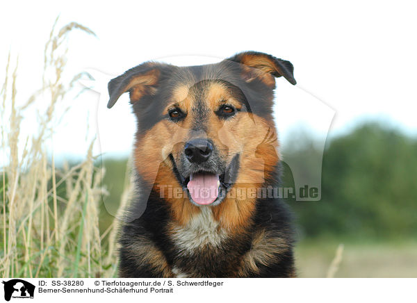 Berner-Sennenhund-Sch�ferhund Portrait / Bernese-Mountain-Dog-Shepherd Portrait / SS-38280