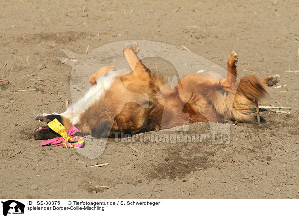 spielender Border-Collie-Mischling / playing Border-Collie-Mongrel / SS-38375