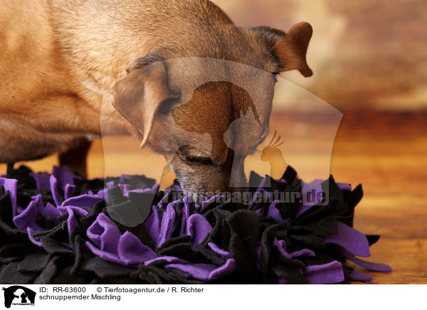 schnuppernder Mischling / snuffling mongrel / RR-63600